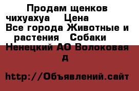 Продам щенков чихуахуа  › Цена ­ 10 000 - Все города Животные и растения » Собаки   . Ненецкий АО,Волоковая д.